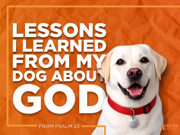 Lessons I Learned From My Dog